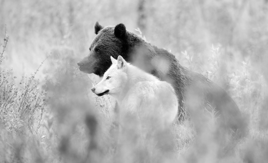 Photo d'illustration biodiversité, un ours et un loup
