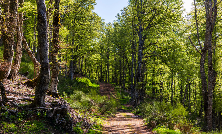 Des chênes et des hêtres vont être plantés en altitude.