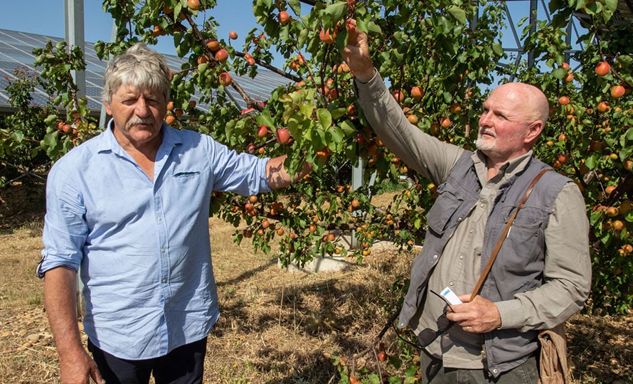Deux hommes cueillent des abricots dans un verger
