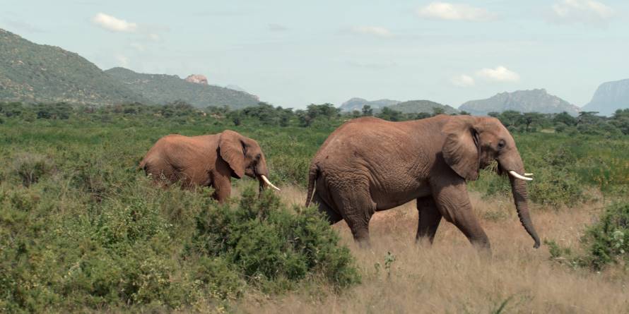Deux éléphants, image extraite du film Animal