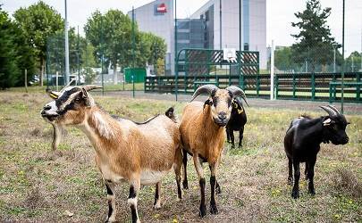 Les chèvres tondent et débroussaillent une partie des jardins MAIF