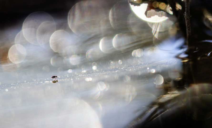 Un minuscule collembole dans un contexte