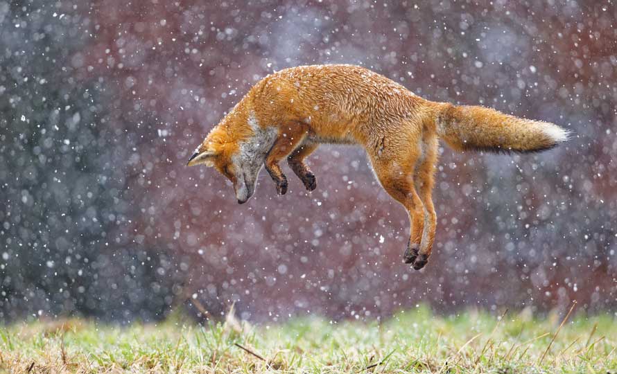 Le saut d'un renard, suspendu en vol avant de bondir sur sa proie.