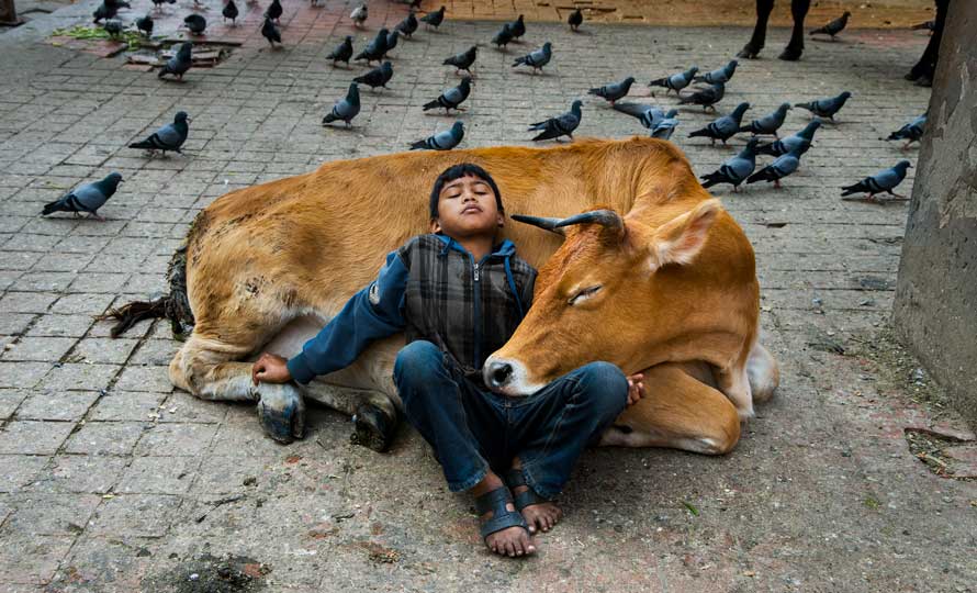 Dans une rue du Népal, un enfant dort sur une vache couchée sur le trottoir.