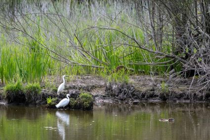 aigrette 