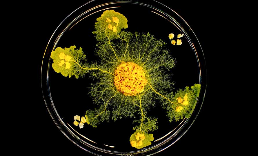 Un blob connectant des flocons d'avoine