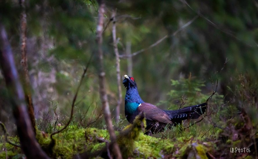 Portrait d'un grand tétras photographié par Laurent Battault