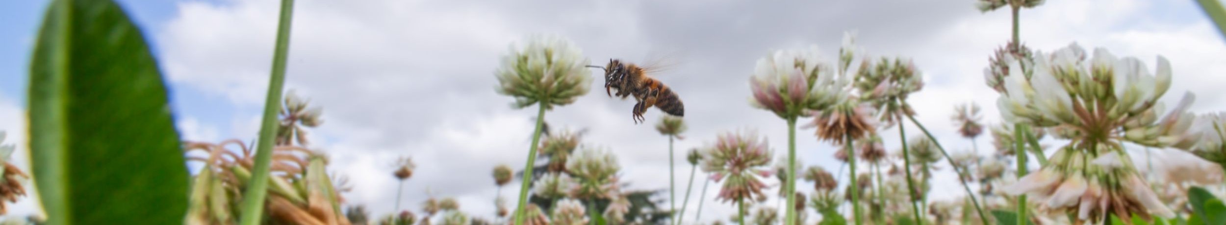Une abeille butine dans les prairies alluviales de Palu, près de Saintes.