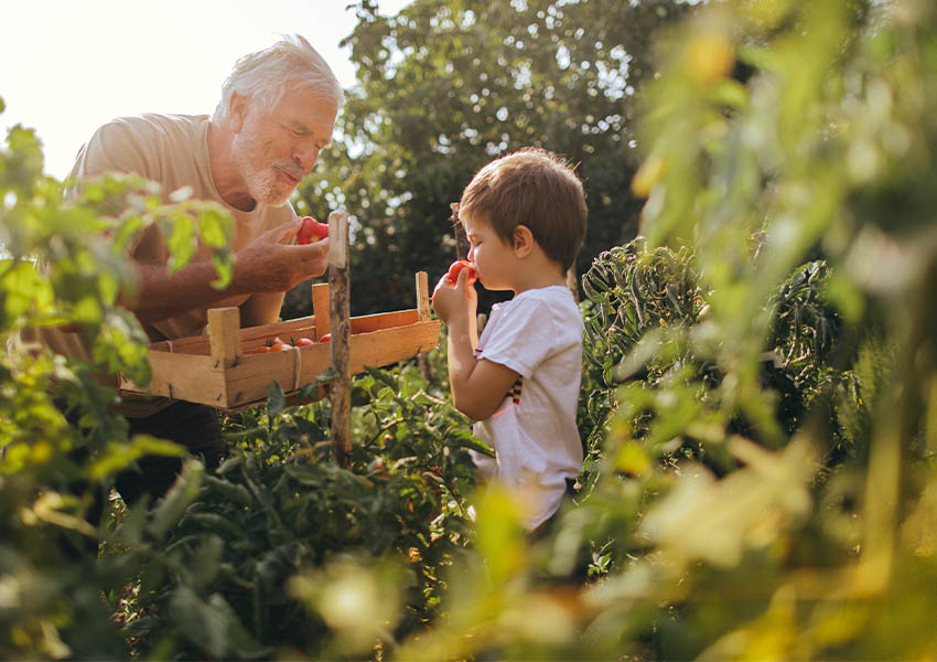 Un grand-père et son petit fils ramassent des fruits