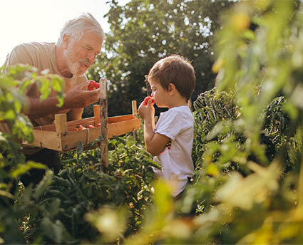 Un grand-père et son petit fils mangent des fraises