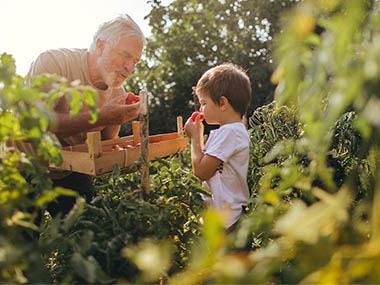 Un grand-père et son petit-fils cueillent des fruits dans un verger